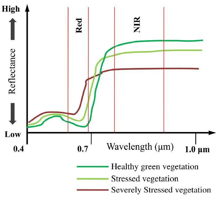 Reflectance curves of healthy, stressed and severely stressed vegetation