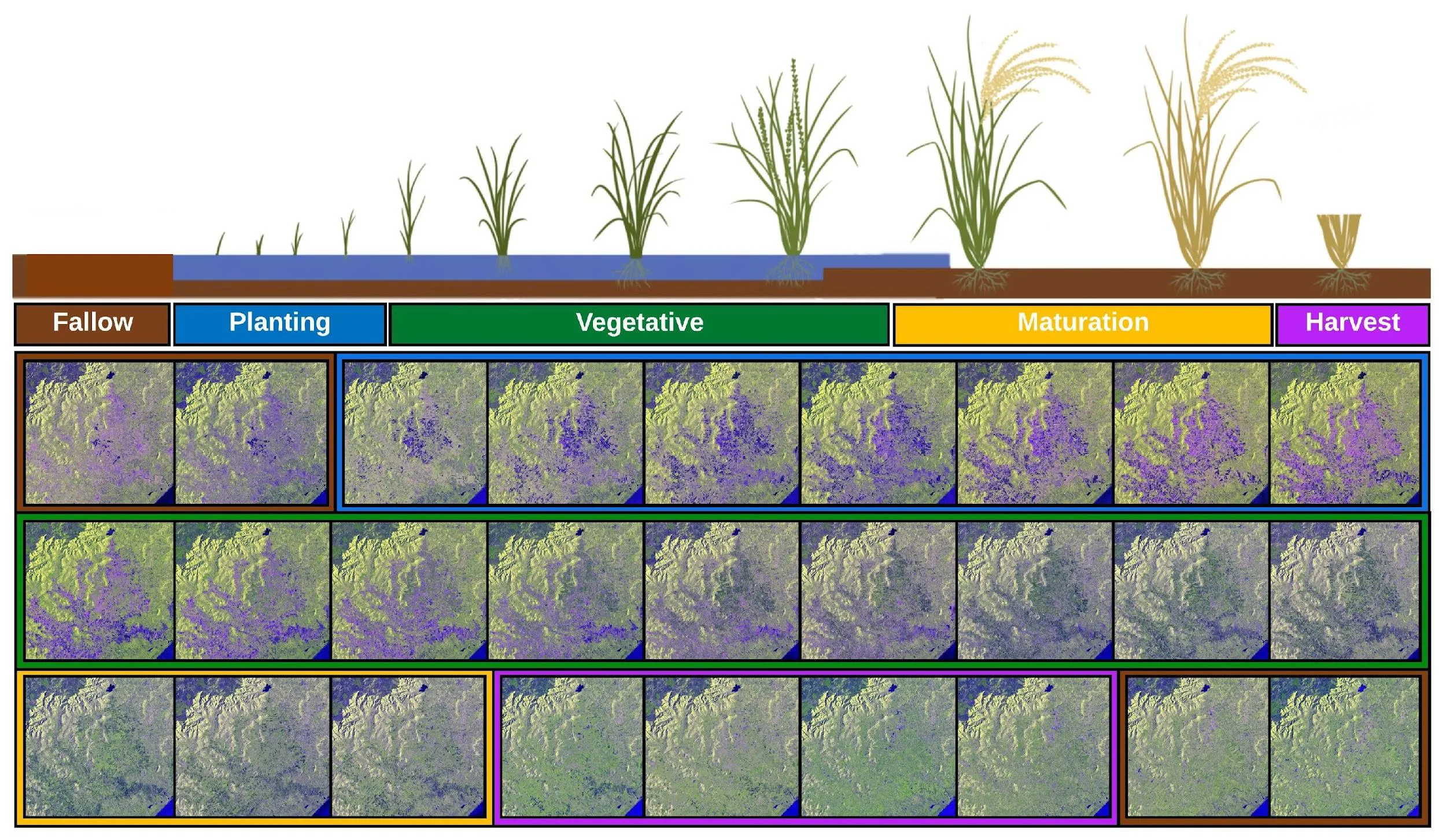 Large-scale rice mapping with vision transformers
