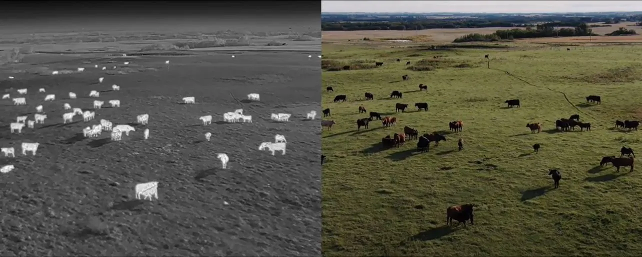 Side-by-side thermal and RGB aerial views of cattle on pasture