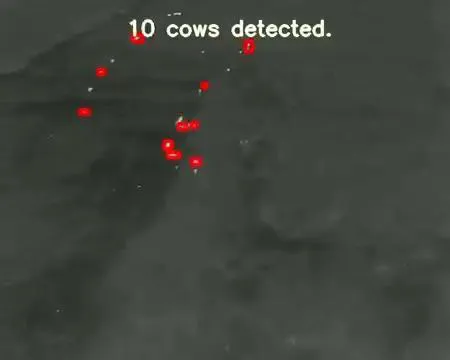 Drone-based cattle monitoring and weight prediction