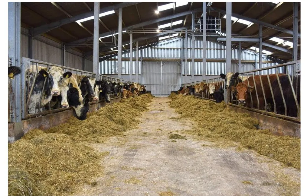 Cattle at the feed rail inside a barn, an optical view of a housed herd
